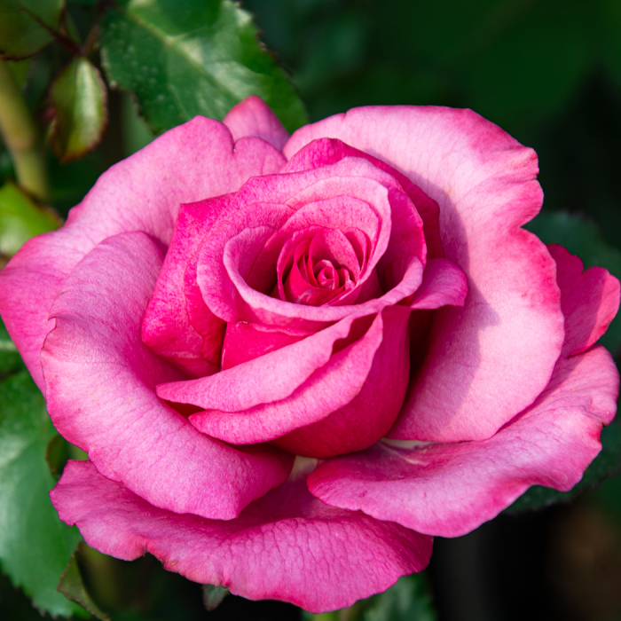 Stars & Roses: Celebrity Roses, Gardens, and the Floral Trend&nbsp;Revival